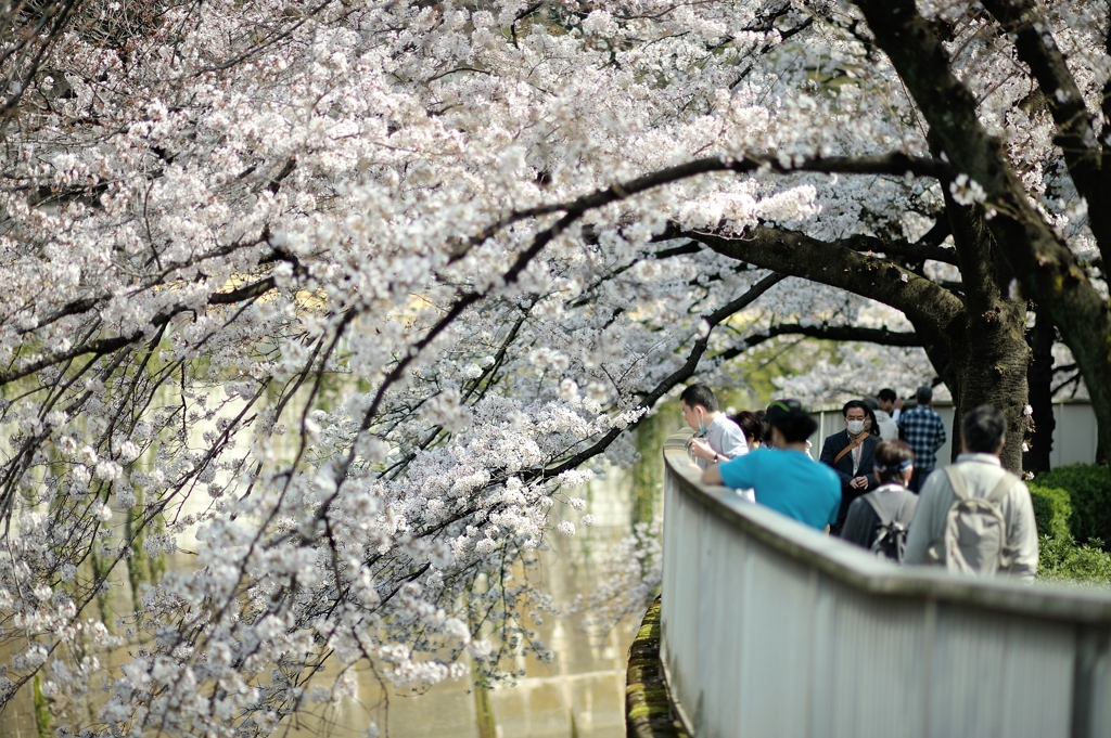 spring for tokyoites 2020