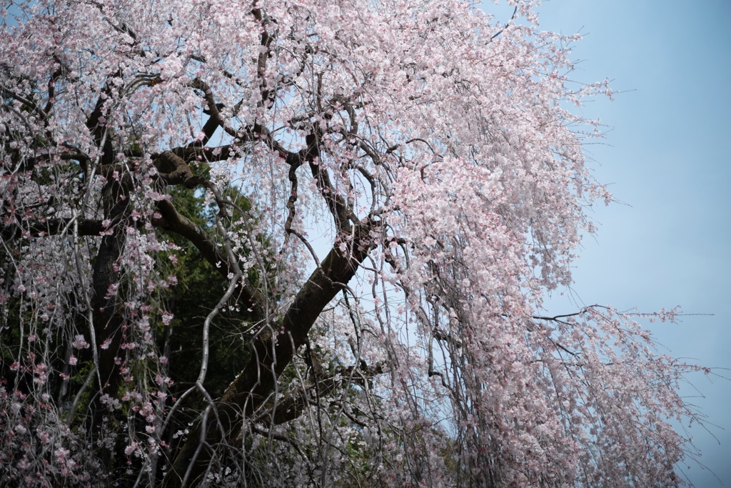 spring for tokyoites 2024