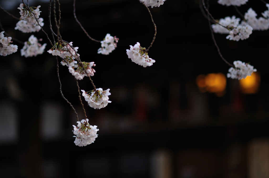 新井薬師の春