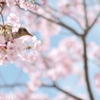 spring for tokyoites 2020