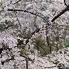 spring for tokyoites 2025