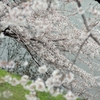 spring for tokyoites