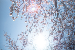 spring for tokyoites 2026