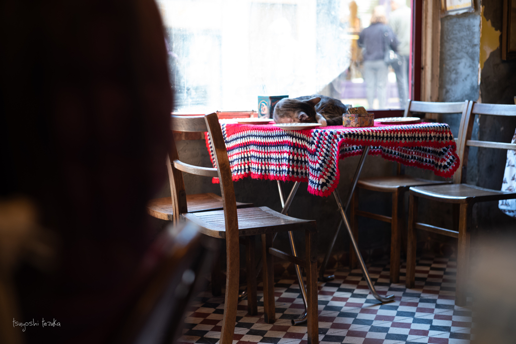 famous cafe for cats