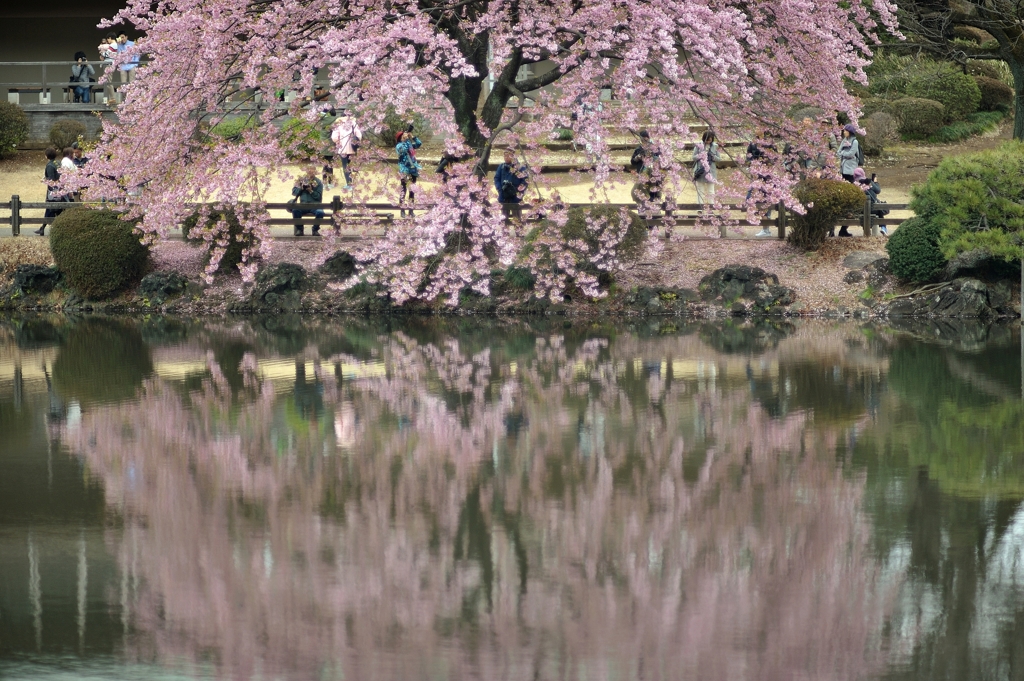 花に集う