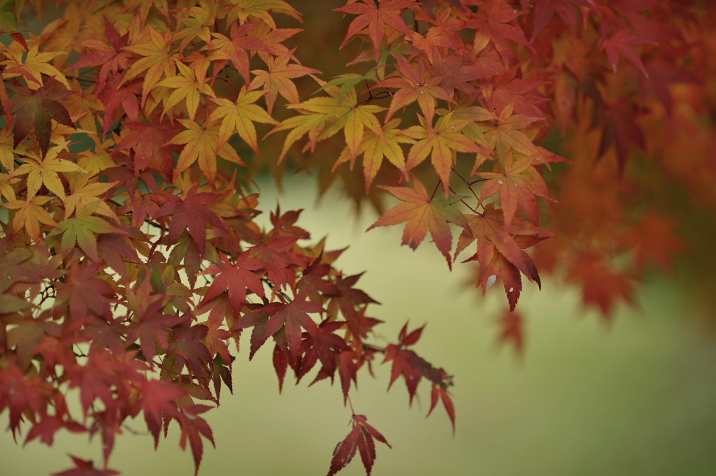 autumn for tokyoites