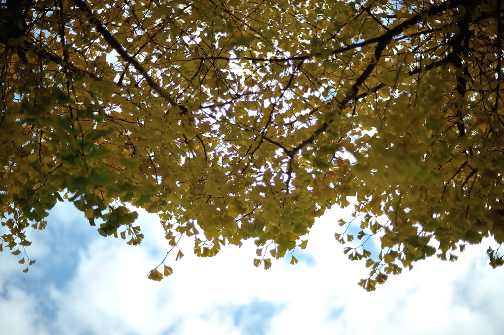 autumn swinging