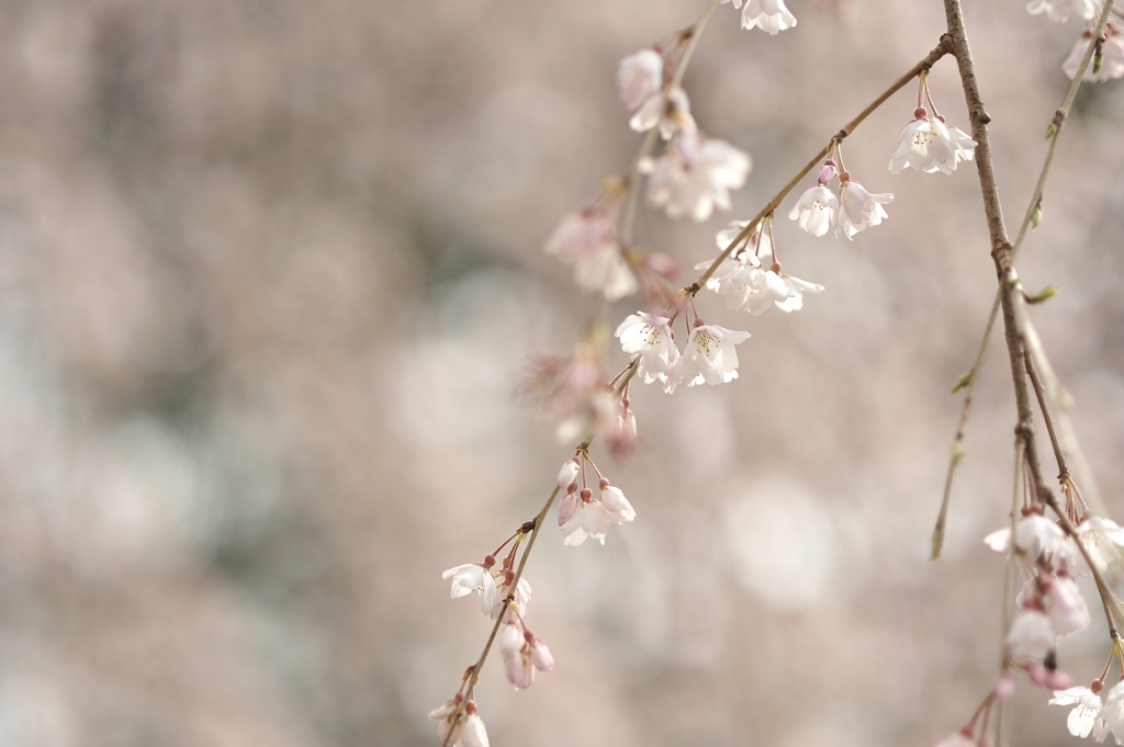 spring for tokyoites 2022