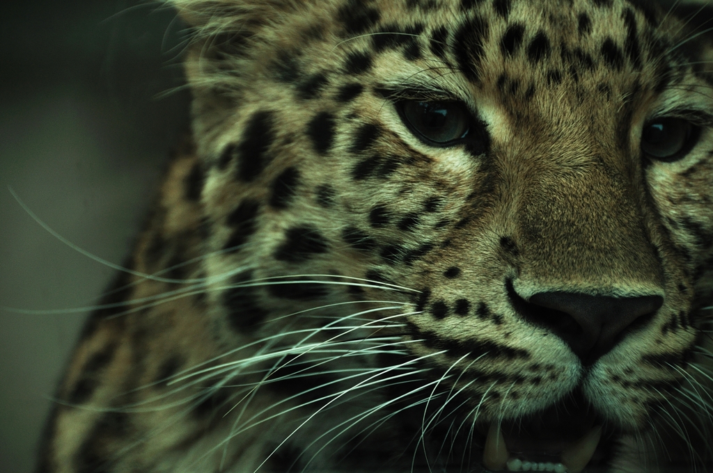 whiskers
