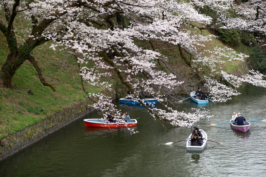 spring for tokyoites 2025