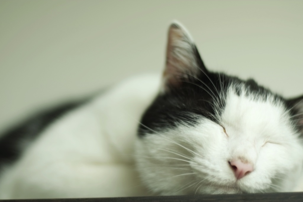 tokyo cat