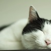 tokyo cat