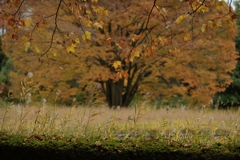 autumn for tokyoites