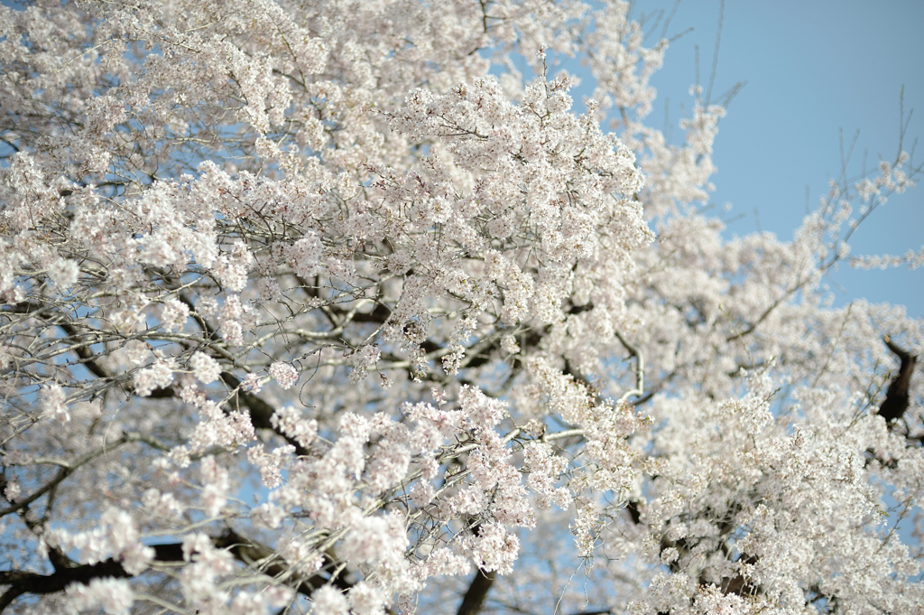 梅岩寺の枝垂桜