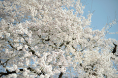 梅岩寺の枝垂桜