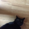 blackbabe