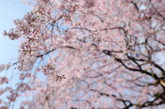 綱吉の桜
