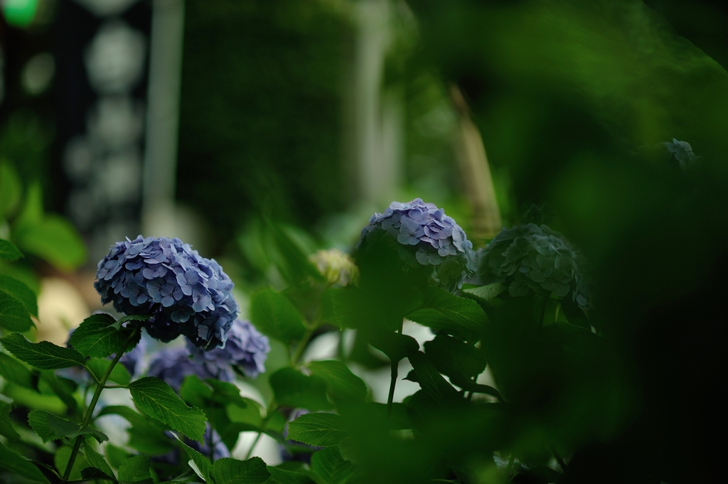 紫陽花の季節