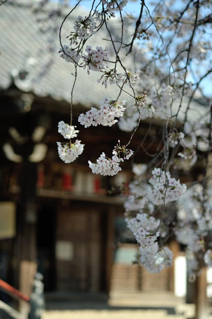 spring for tokyoites 2019
