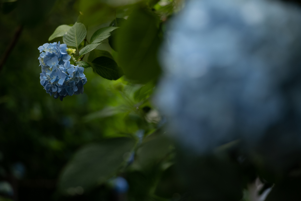 紫陽花の季節