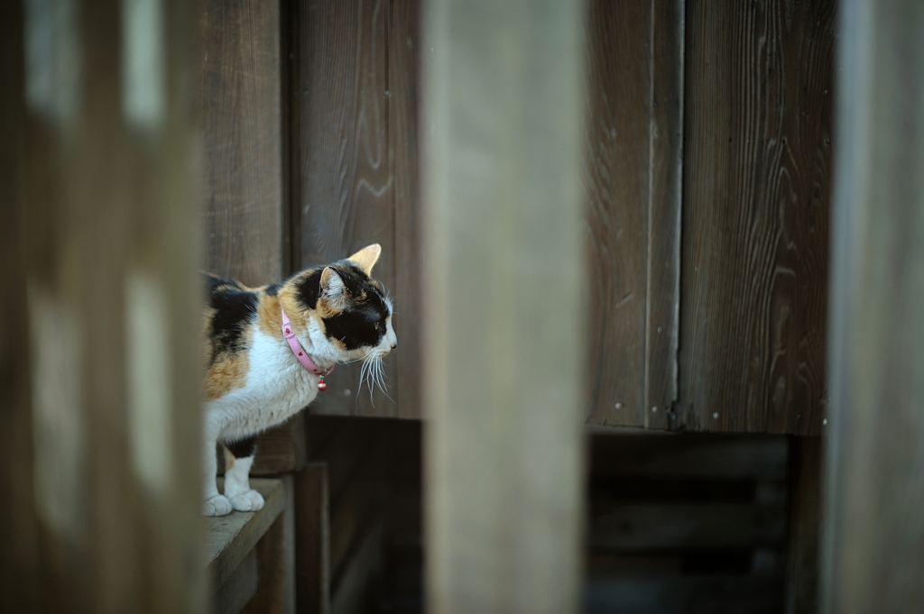 中野猫もよう