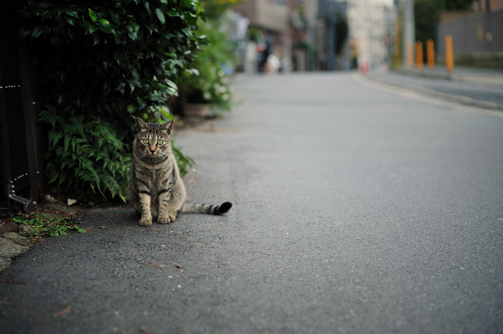 中野猫