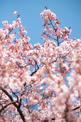 spring for tokyoites 2026