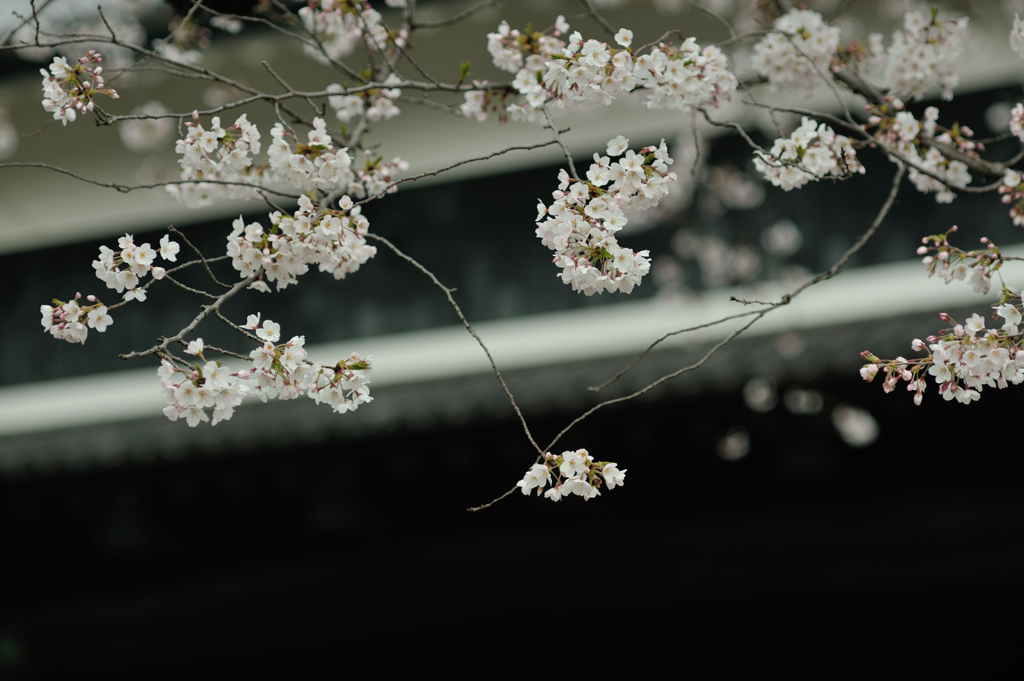 spring for tokyoites