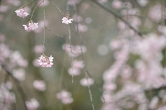 spring for tokyoites