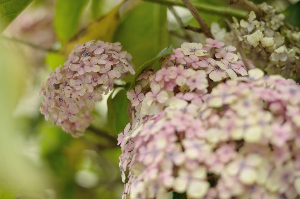 紫陽花
