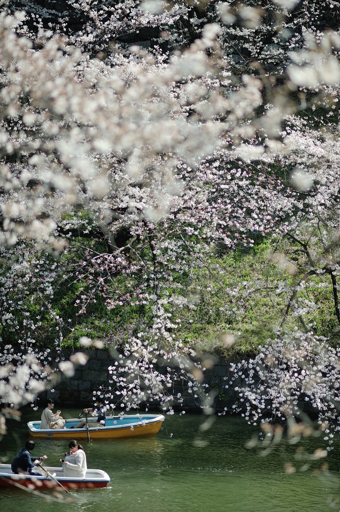 spring for tokyoites 2018