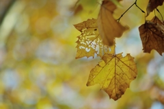 autumn for tokyoite 2015