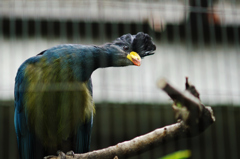 blue-crown parrot