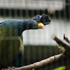 blue-crown parrot