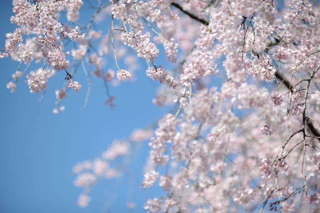 spring for tokyoites 2019