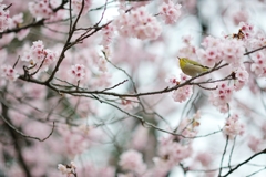 spring for tokyoites 2018