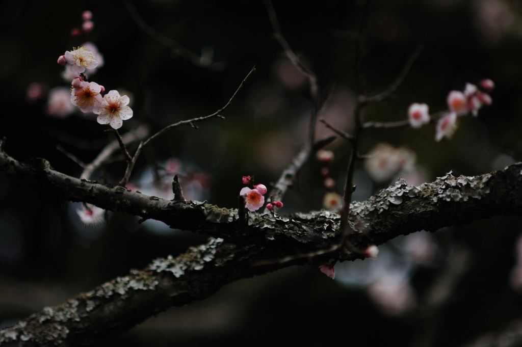 枝と花