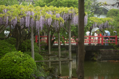 藤棚