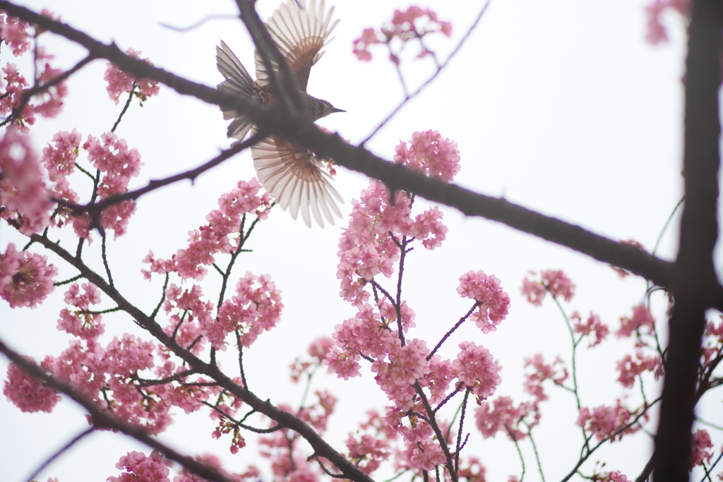 spring for tokyoites 2024