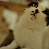 耳のうしろらへん