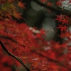autumn for tokyoites 2019