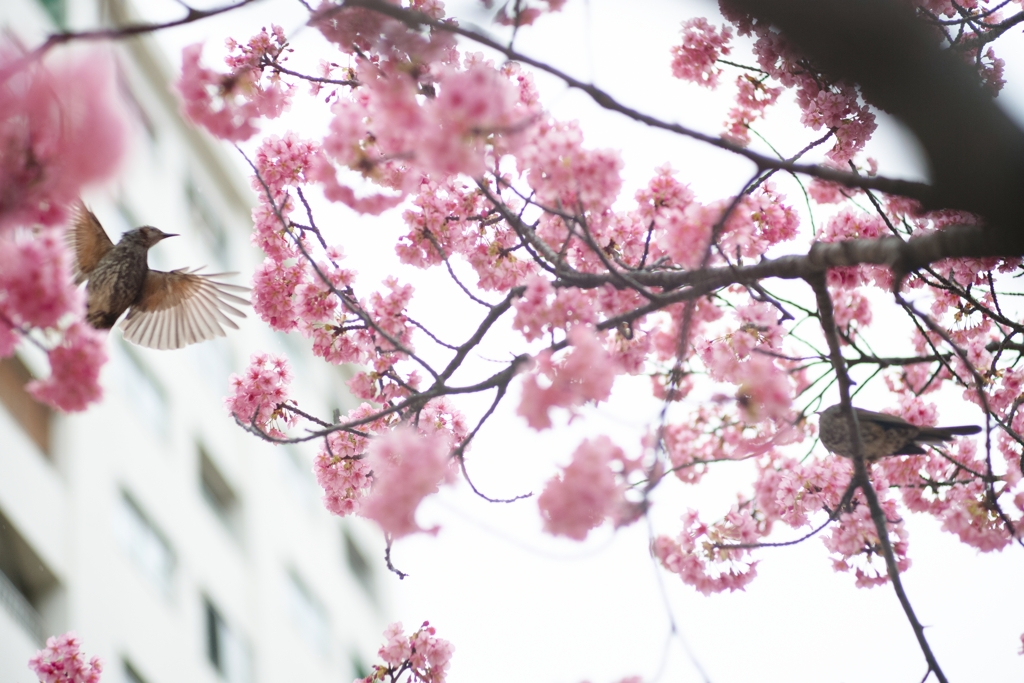 spring for tokyoites 2024