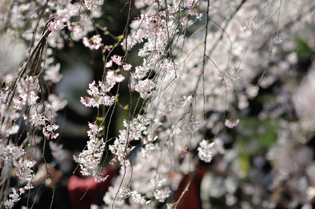 spring for tokyoites 2020