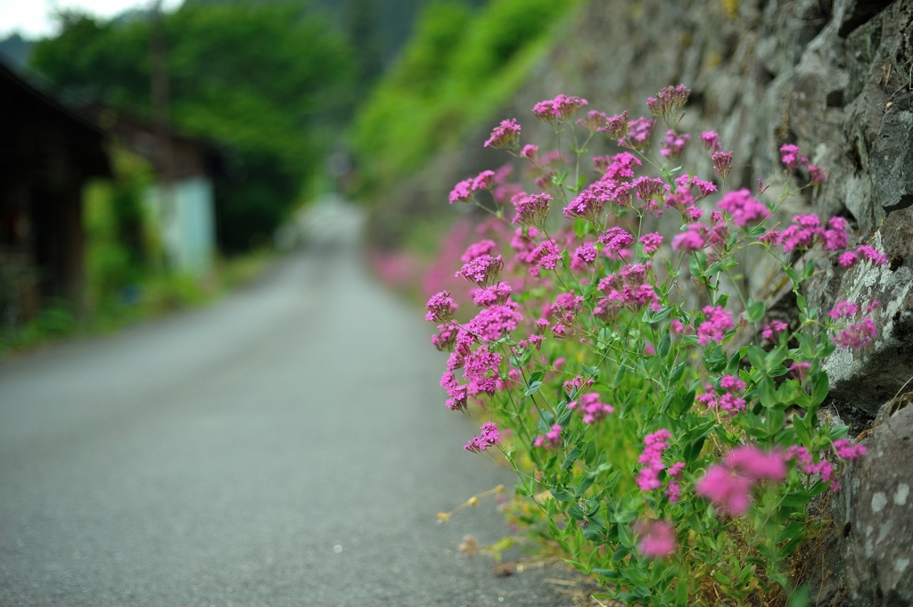 古里の花