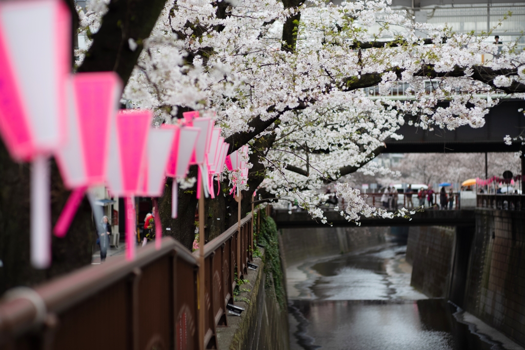 spring for tokyoites 2024