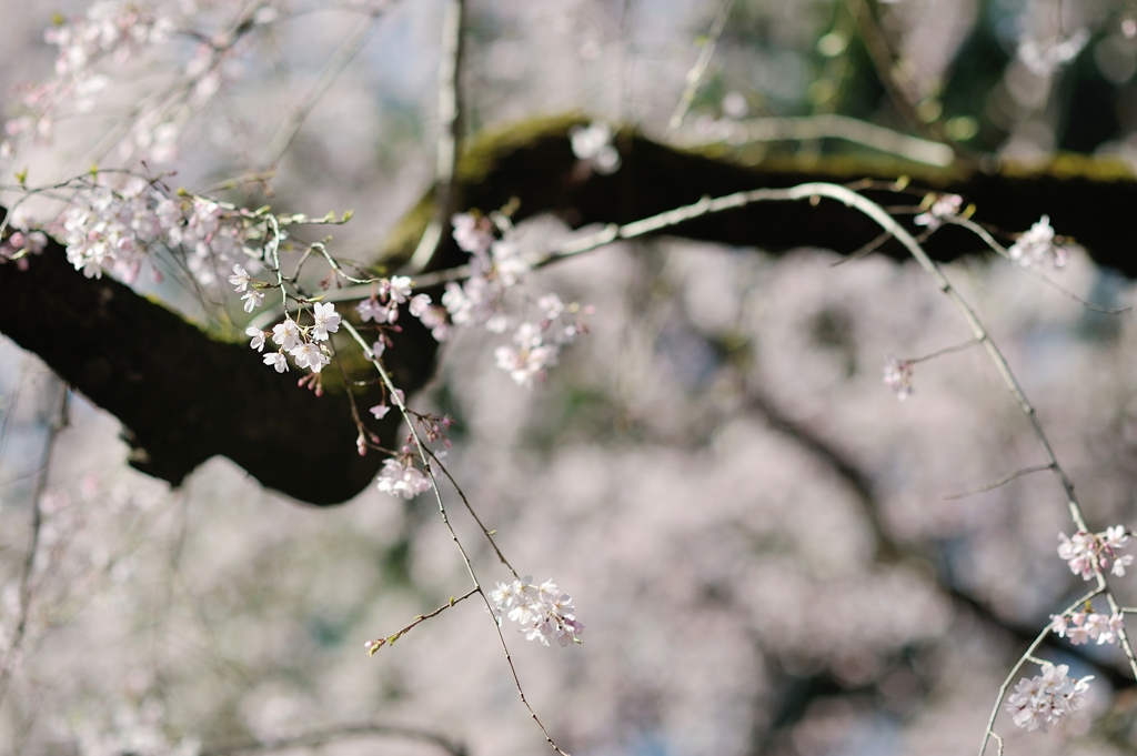 spring for tokyoites 2020