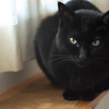 mau