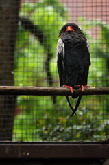 bateleur