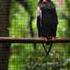 bateleur