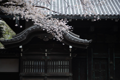 spring for tokyoites 2025